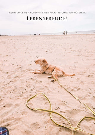 we are Forelsker Hundegeschichten