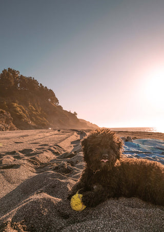 We Are Forelsket Hundegeschichten